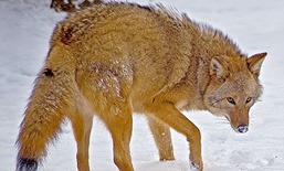 coywolf354