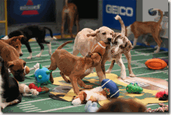 la-sh-puppy-bowl-x-starting-lineup-announced-20140103