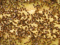 beehive2