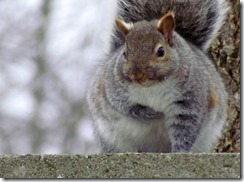 fat_squirrel_by_thegreatpants-d36fej6