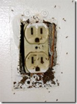 crazy-rasberry-ants-outlet