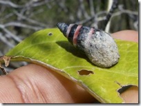 snailSeychelles-Snail_AP-300x225