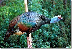 turkey800px-meleagris_ocellata1