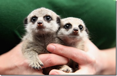 London Zoo Present Hand Reared Baby Meerkats VRaYY26R1iCl