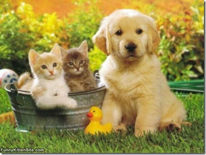 puppy_with_kittens