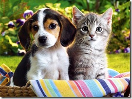 hd-cute-puppies-and-kittens-wallpaper-1