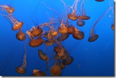Jellyfish_aqurium