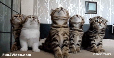 animated-kittens