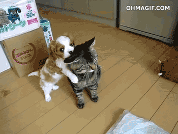 cute-puppy-cuddling-with-cat[5]