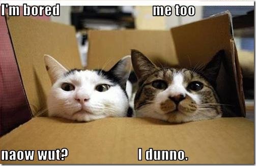 funny-pictures-box-cats-are-bored
