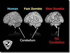 S2_cerebellum_comparison.001