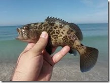 smallgrouper