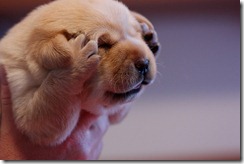 dog-facepalm