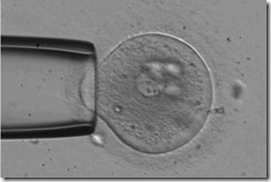 pipette-embryo