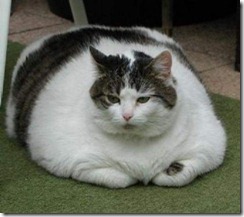 Obese-cat