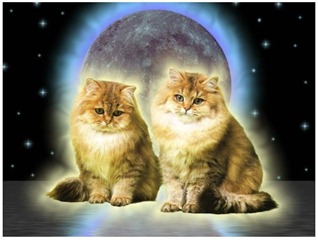 spacekittens