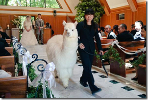 weddingalpaca