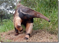 Anteater-03