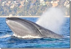 whale2011340632