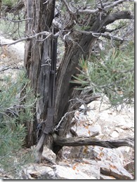 Nevada-Park-Winchester-73-20-on-tree-768x1024