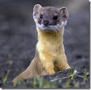 1Weasel