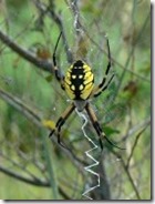 479px-Argiope_aurantia_Yellow_Garden_Spider-200x250