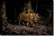 Winner.

This is a very special tiger. He is one of fewer than 400-500 wild, critically endangered Sumatran tigers. It was a huge challenge for Steve to photograph one, as those that have escaped poaching and forest clearance are mostly confined to patches of forests or the mountains and are extremely shy. A former tiger hunter, now employed as a park ranger, advised Steve where to set up his camera trap. But the challenge remained to position the remote-control camera and the lights in exactly the right position so the tiger would be lit centre-stage in front of a backdrop of forest habitat. The seemingly unstoppable growth of oil-palm plantations in Sumatra and continuing poaching for body parts for use in traditional Chinese medicine indicate that this subspecies of tiger is destined to become extinct in the wild, as have its Javan and Balinese relatives.