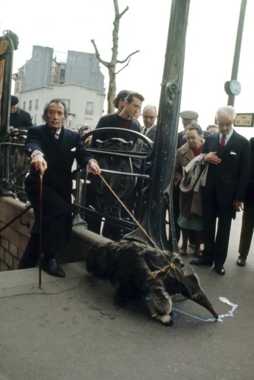 Paris - Juillet 1969 --- F?ru de "happenings", Salvador DALI est descendu dans le m?tro avec un tamanoir, animal symbole du surr?alisme. En sortant de la station Bastille, celui-ci a trouv? sur le sol du lait dont il est tr?s friand. Mais le lait est aussi un symbole dalinien : l'ang?lisme.


L?gende photo donn?e par l'artiste lui-m?me : "Salvador Dali sortant du sous-sol du subconscient tenant en laisse un tamanoir romantique, l'animal qu'Andr? Breton avait choisi comme ex-libris."