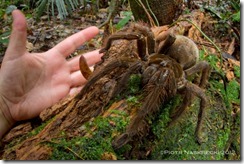 giantspidertheraphosa4