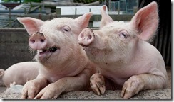 pic_giant_090514_SM_Pigs-DT