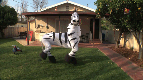 Strutting-zebra