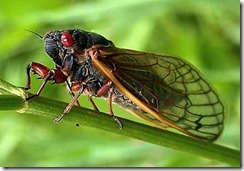 CicadaPeriodical01