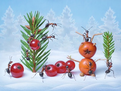 -ants-off-christmas-trees.jpg