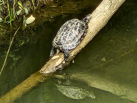 01turtle0625.jpg