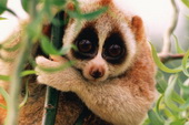 03-Slow-Loris-Cute-Animals-That-Kill.jpg