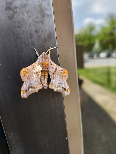 03moth0625.jpg