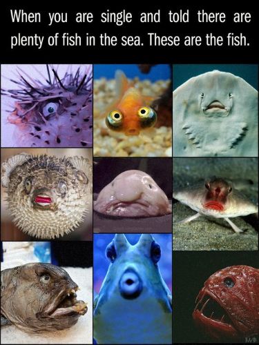 08012026-fish.jpg