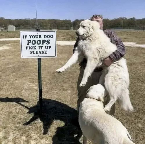 09302026-dogpoops.jpg