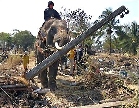 0_25_010305_tsunami_thailand_ele.jpg