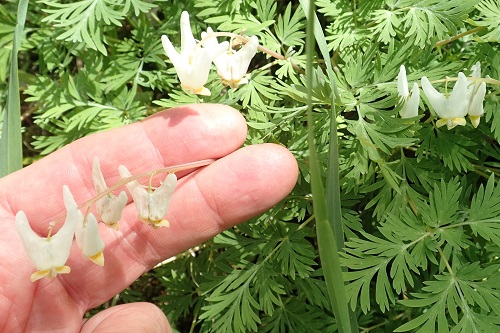 1-DutchmansBreeches.jpg