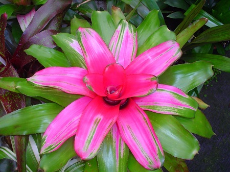 10-Neoregelia-Pink-Sensation-066.jpg