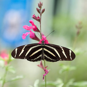 105-zebra-longwing-l.jpg