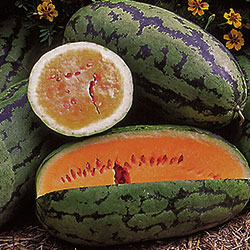 1108-watermelon-orangeglo.jpg