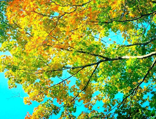 1280px-Maple_trees_turning_color_autumn.jpg