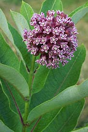 1285629809-common-milkweed.jpg