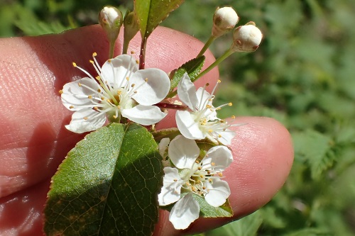 2-Dogwood.jpg