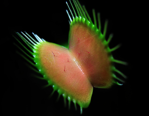 20080811-Venus_Fly_trap.jpg