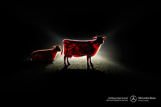 20241114-cow-xray-mb-1024x682.jpg