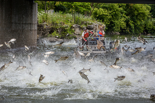 20241213-asian-carp-jumping-fish.jpg
