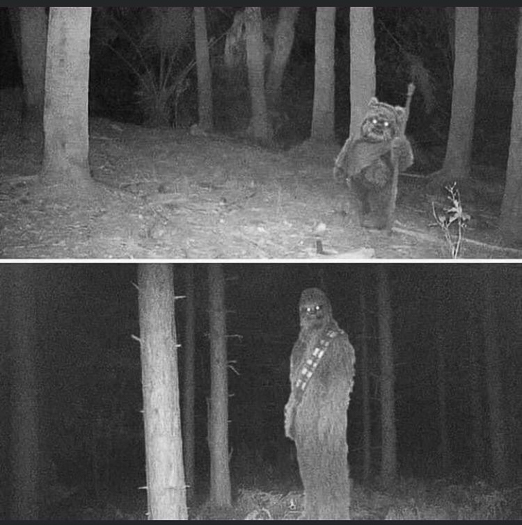 20241230-trailcam.jpg